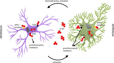 Neuroinflammation and Glial Phenotypic Changes in Alpha-Synucleinopathies